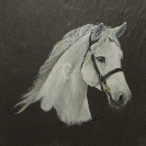 White Connemarra Pony